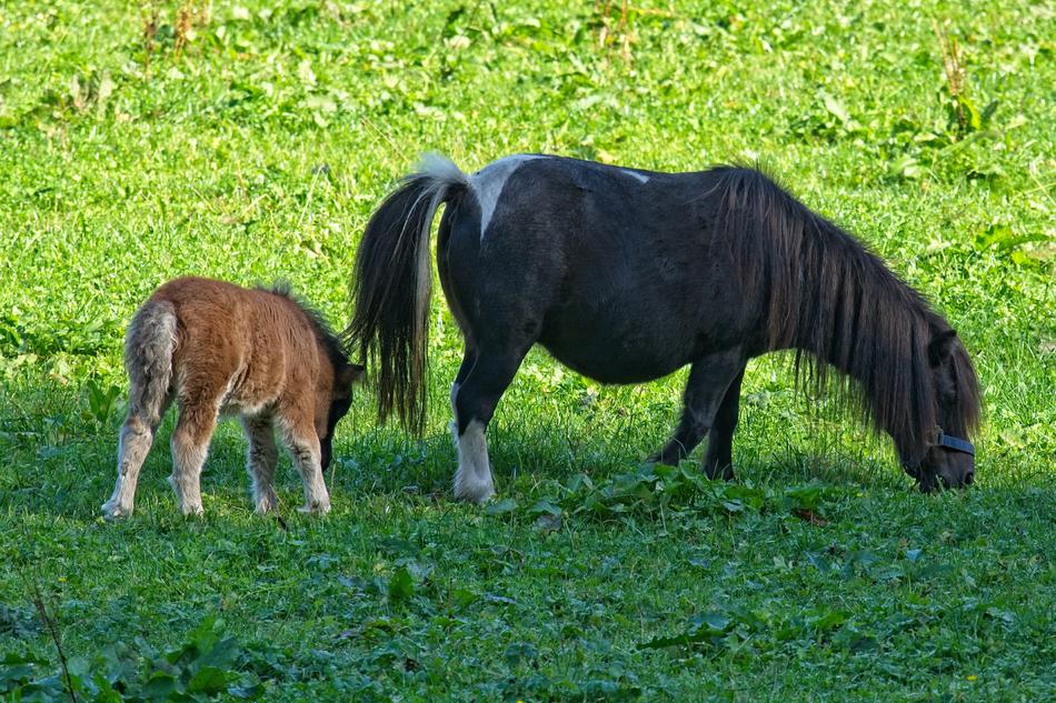 Pony Foal Animal