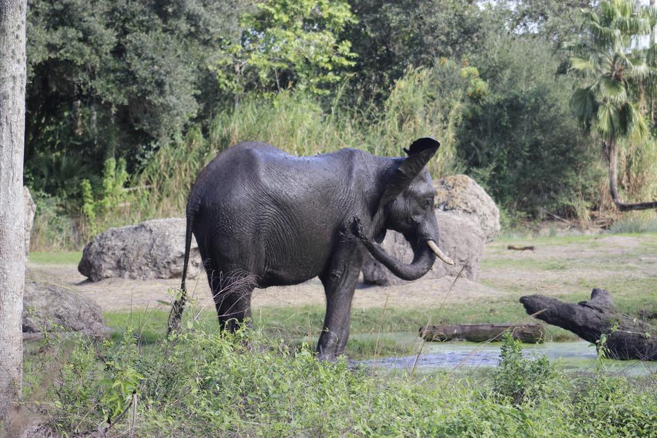 Elephant Animal Wild