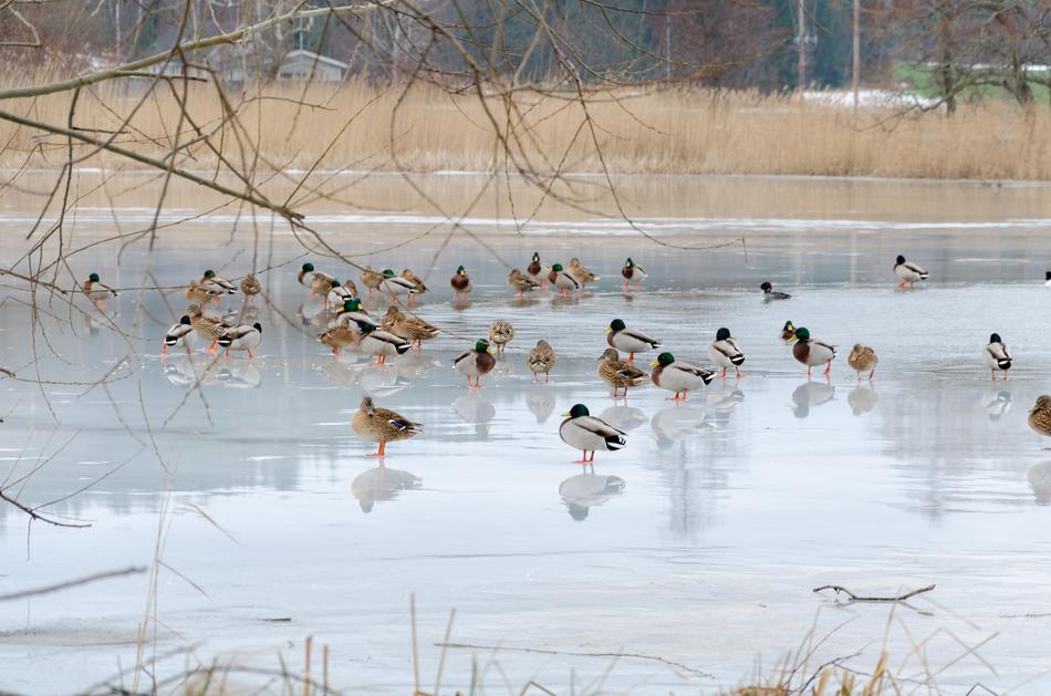 Mallard Bird Colors