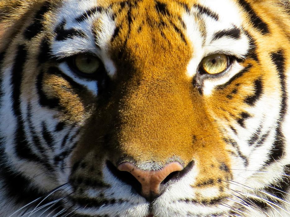 Animal Tiger Big Cat