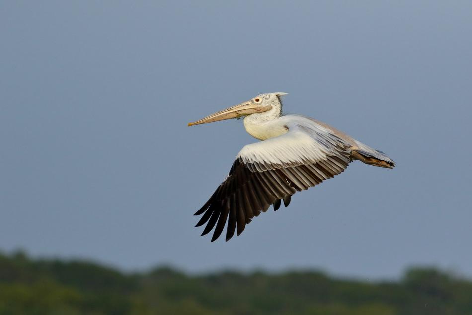 Bird Aves Nature