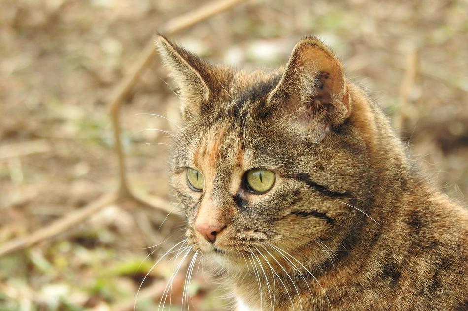 Cat Portrait Face