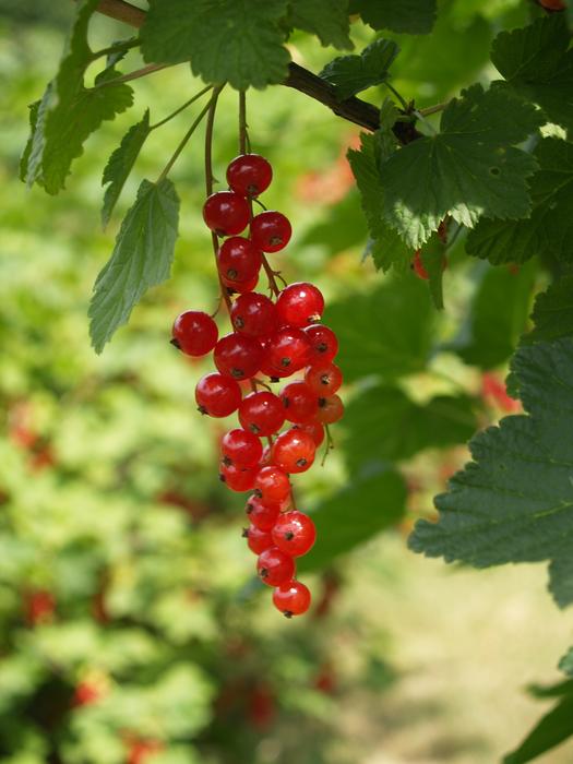 juicy red berries on a tree