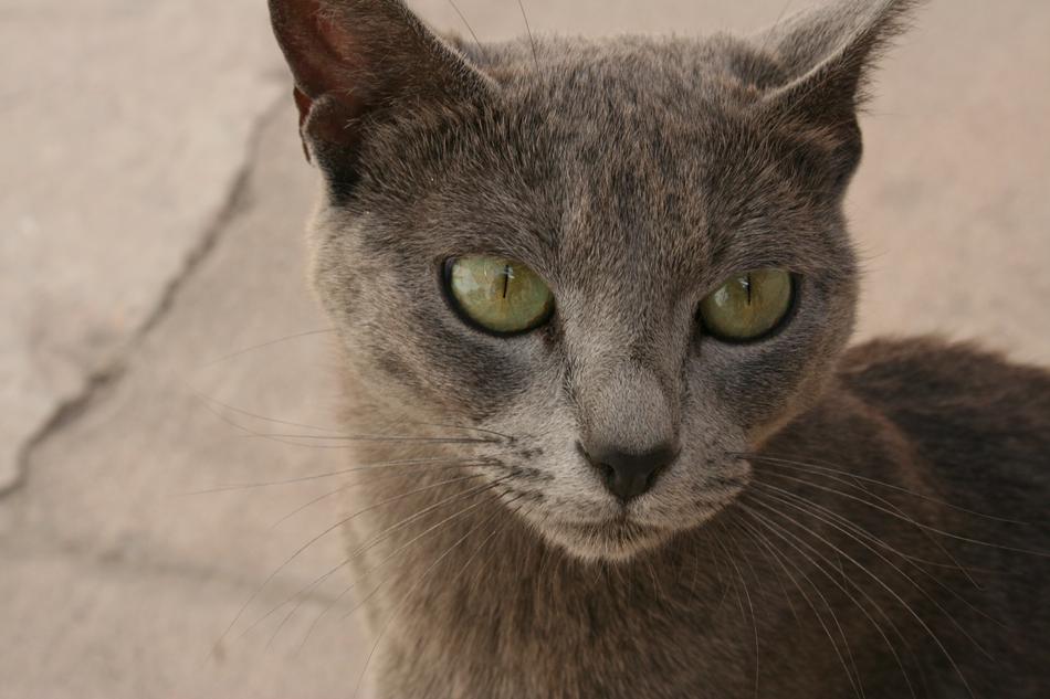 Cat Eyes Wild