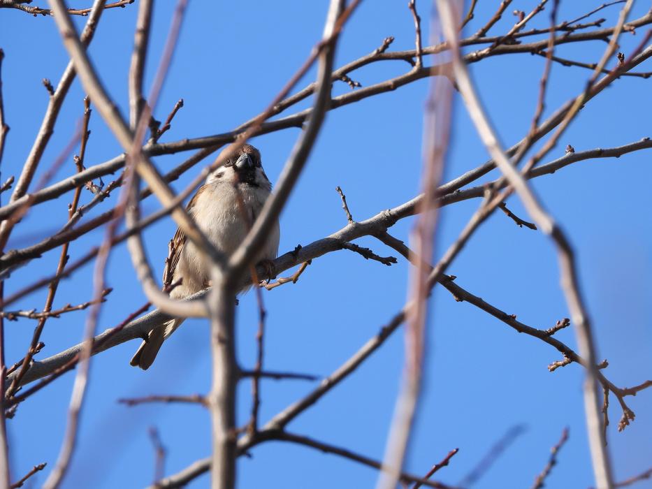Birds Wróbelek The Sparrow