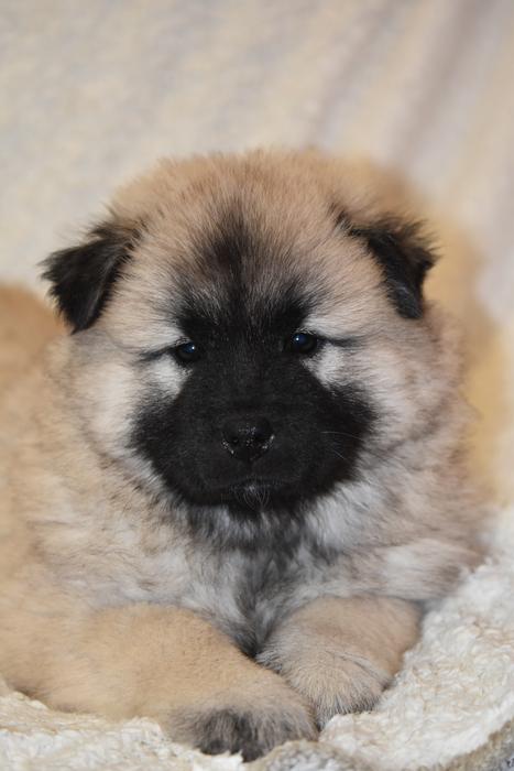 Puppy Dog Eurasier