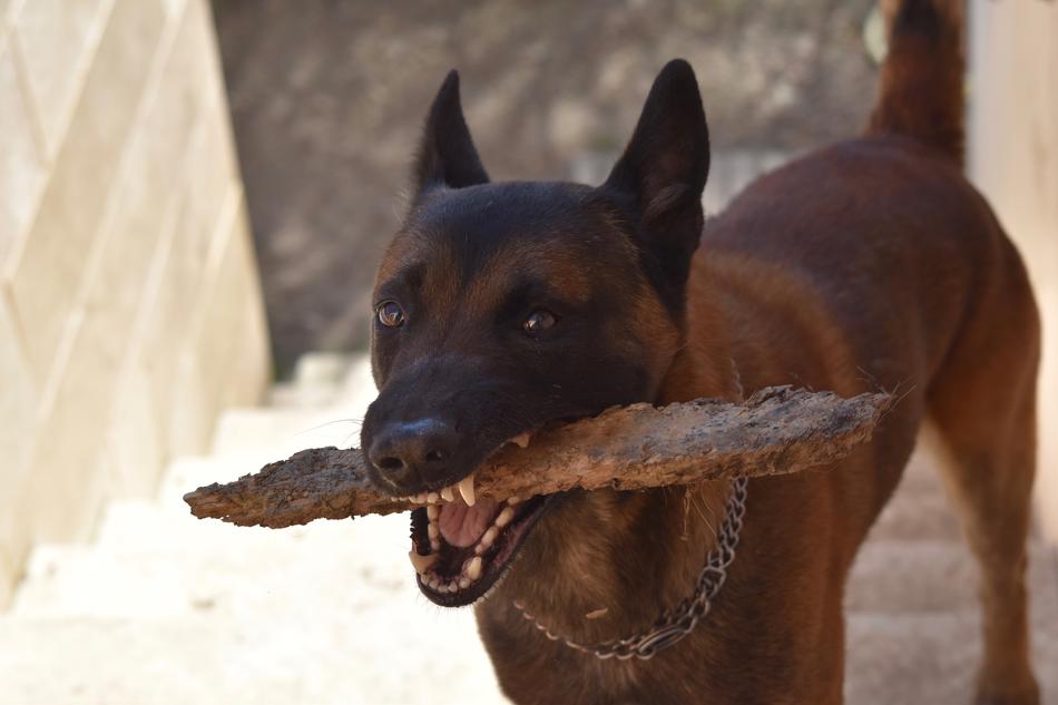 beautiful dog with a stick