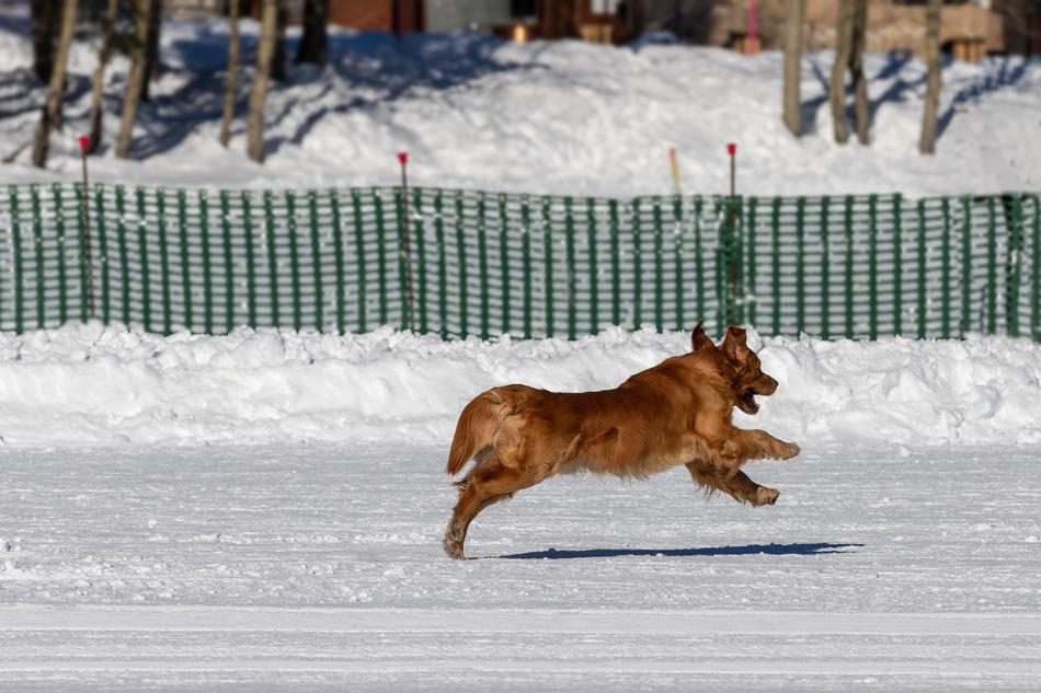 a jolly red dog in the white snow