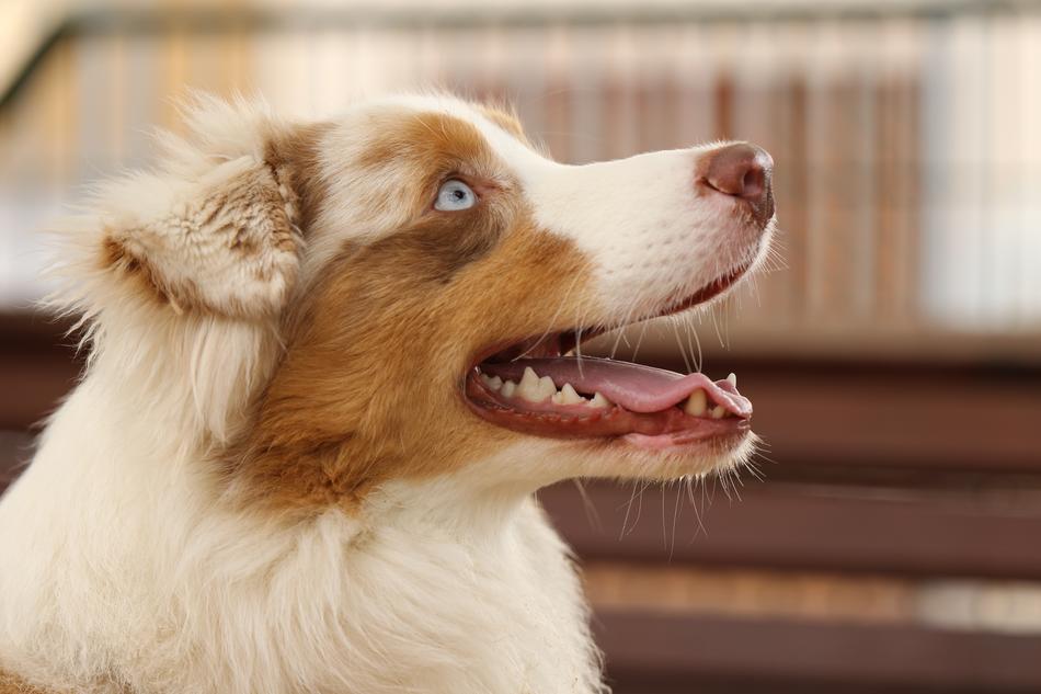Dog Breed Australian Shepherd