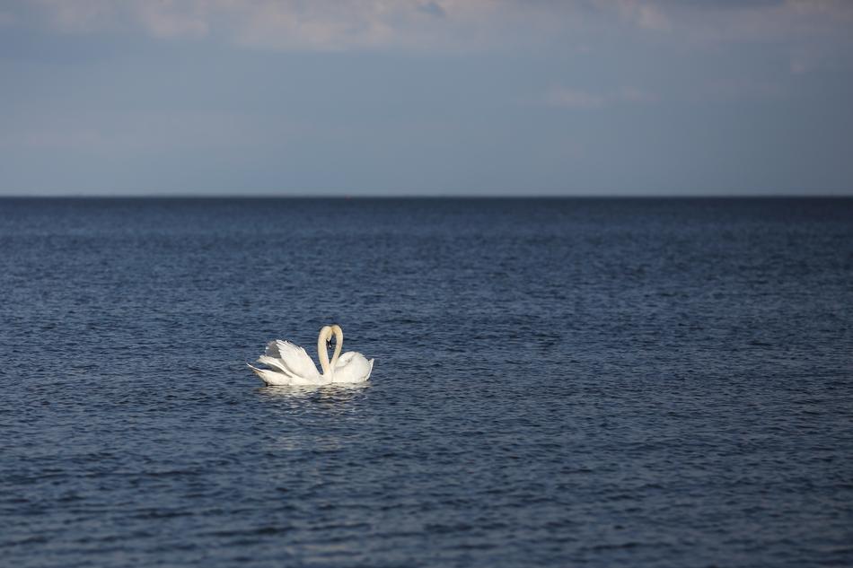 pair of swans floating in the water