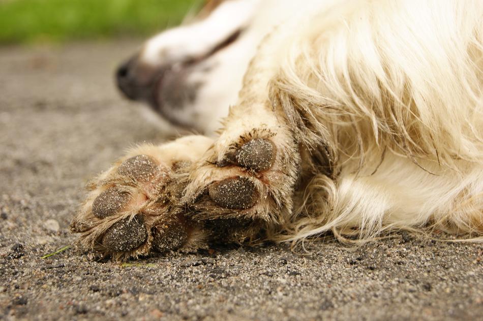 dirty paws of a furry dog