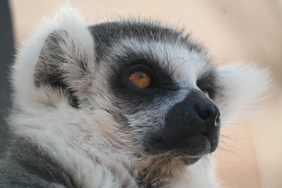 Animal Portrait Ring Tailed Lemur