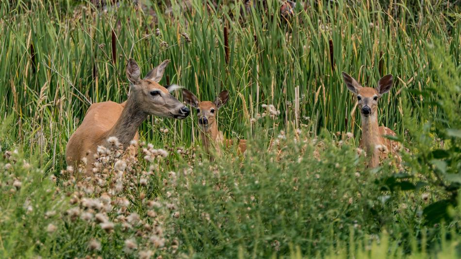 Deer Wildlife Mammal