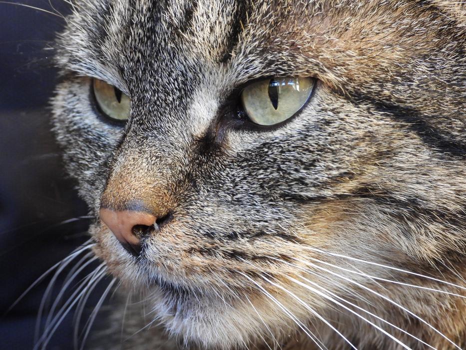 Cat Dachowiec Kitten