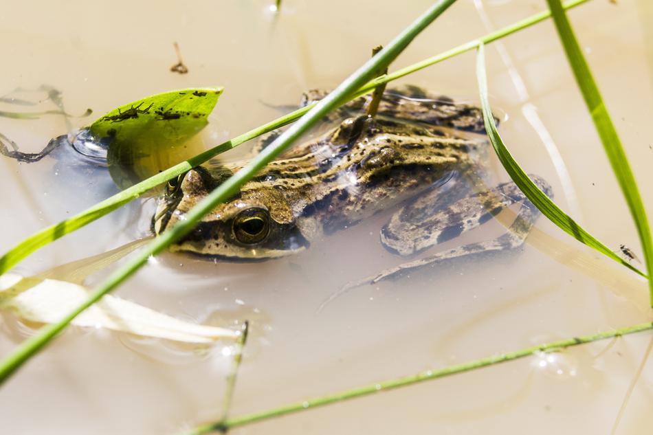 Frog Amphibian Swamp