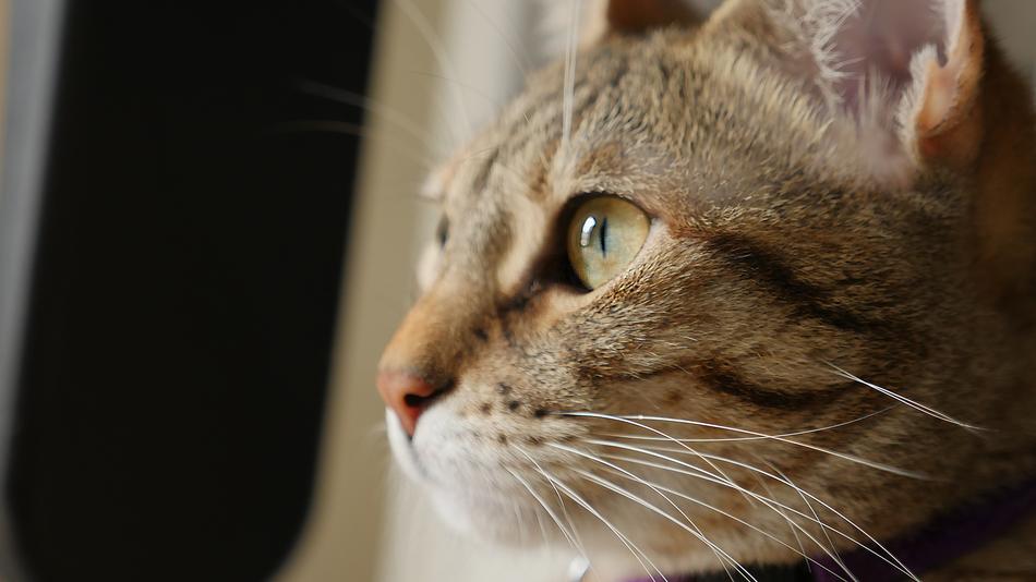 Cat Cute Portrait