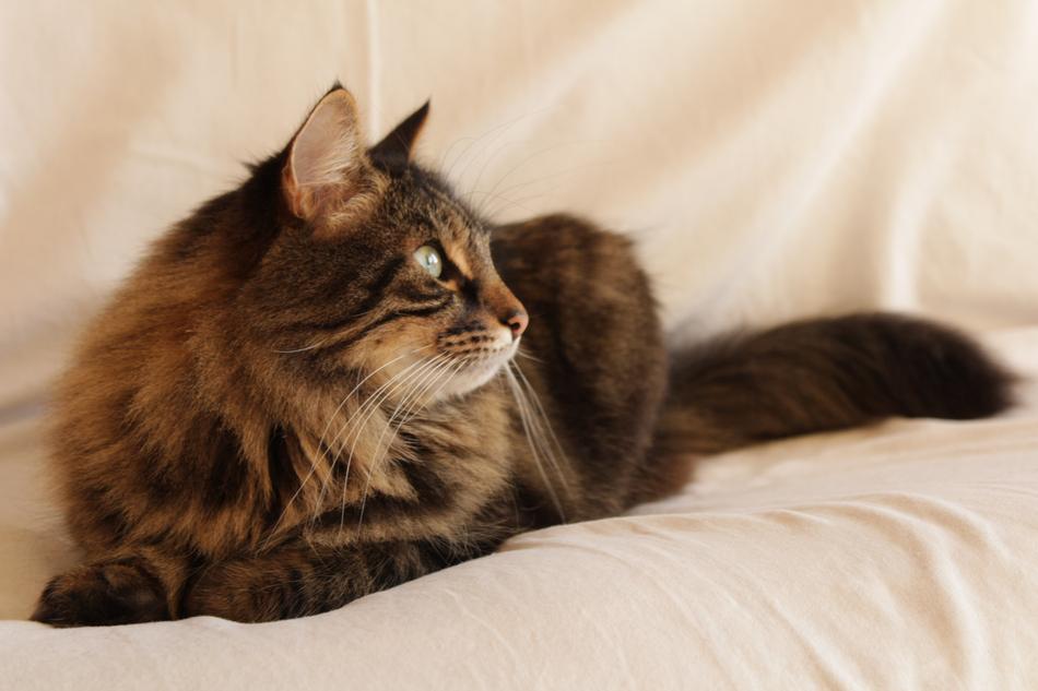 lying cat staring into the distance