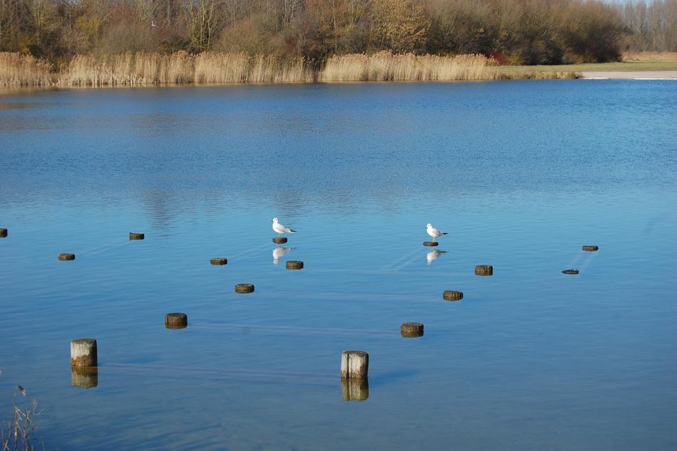 Birds Seagulls on lake
