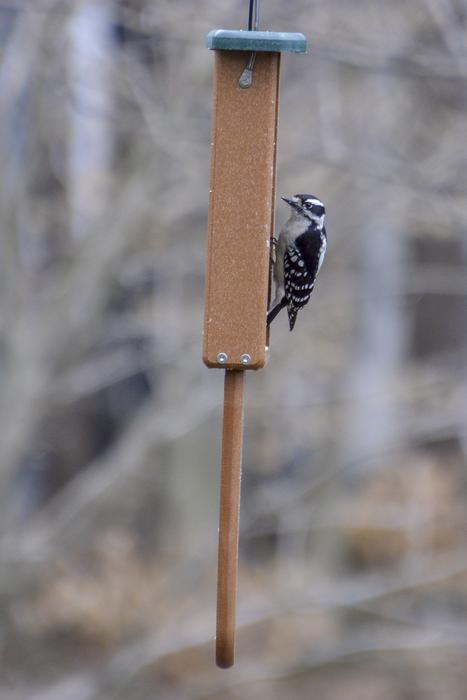 Downy Woodpecker Bird