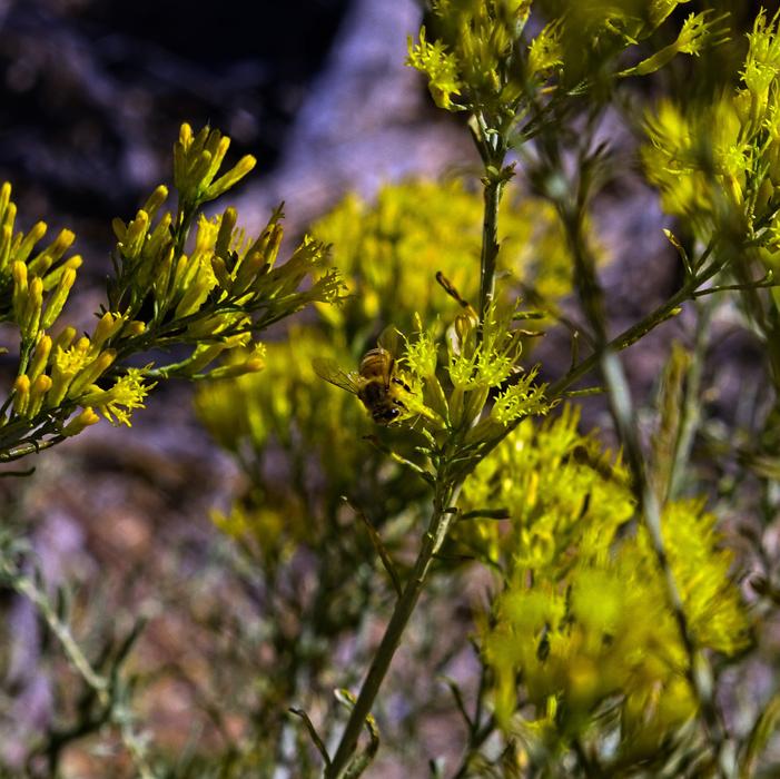 Bee And Rabbitbrush Insect