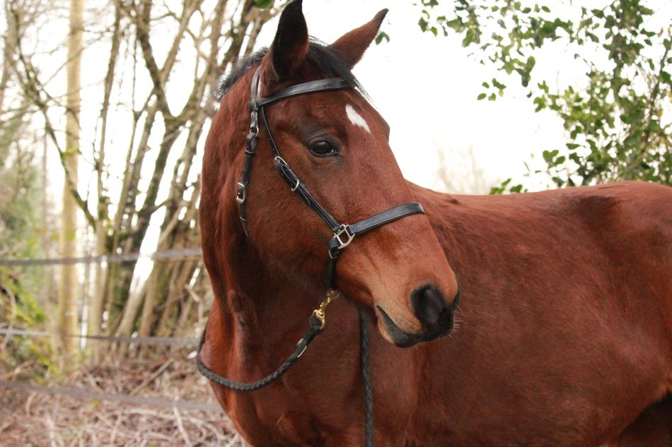 Horse Horses Walker