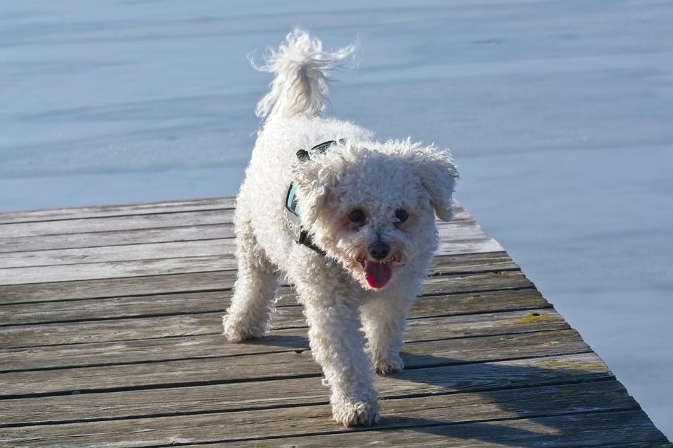 Bichon Frise Dog Breed