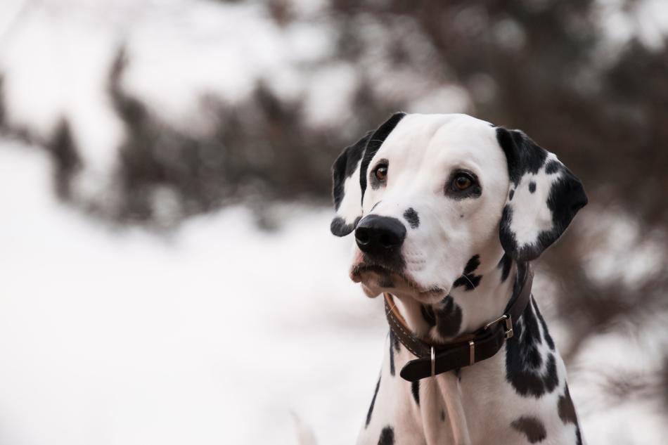 Dog Animal Dalmatians