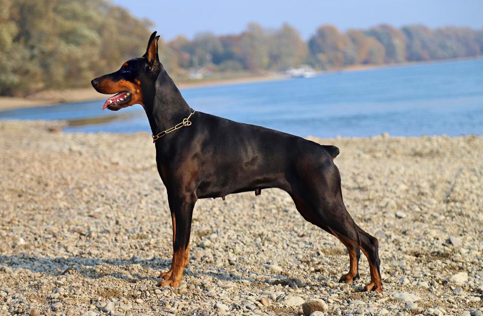 Doberman Black Dog