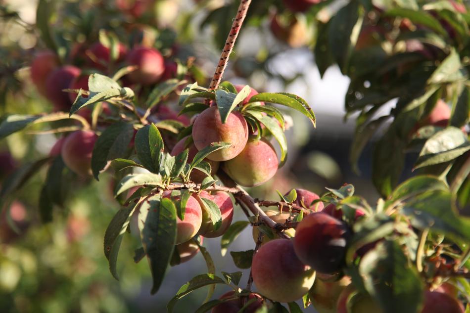 Healthy fresh fruit in the garden