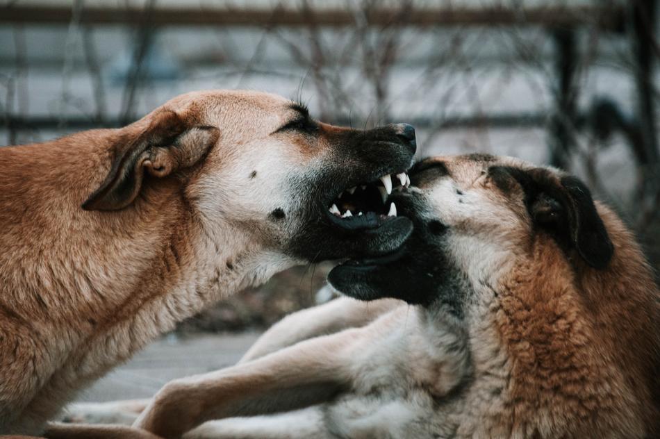 Dog Dental Animal