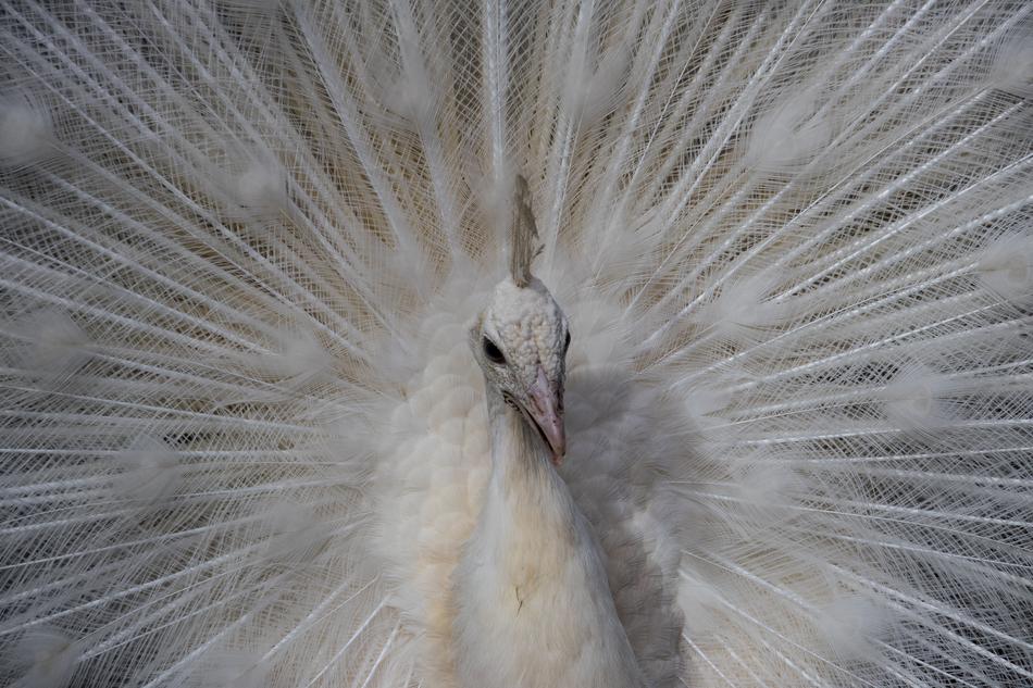 Peacock Bird Animal