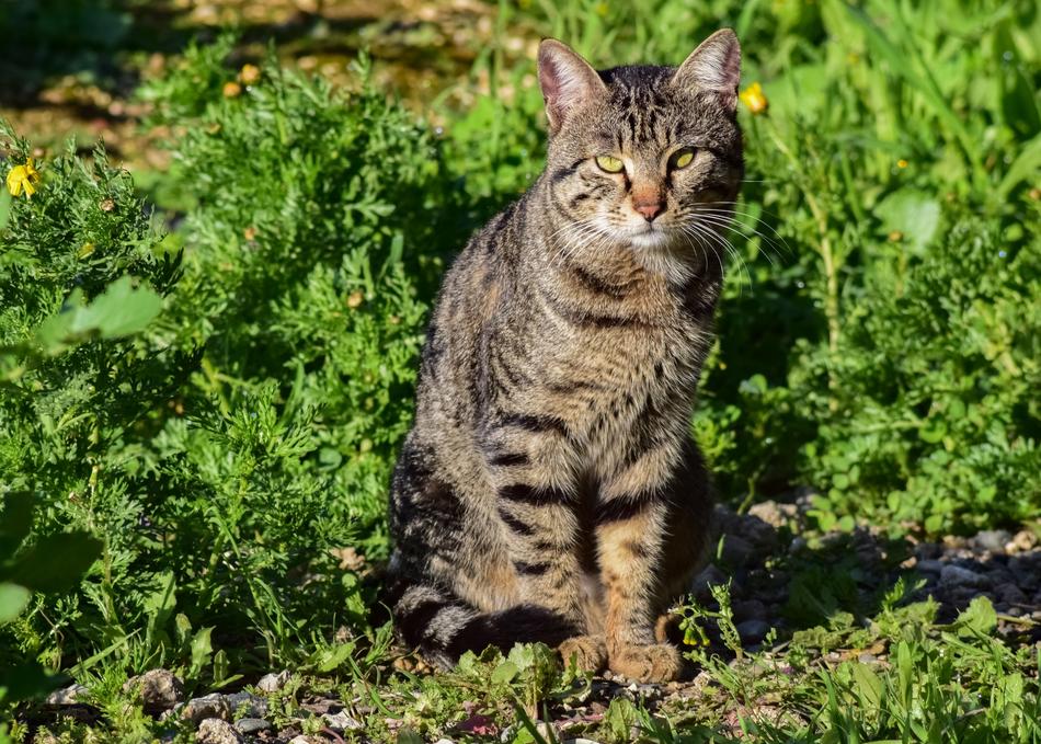 Cat Stray Outdoor