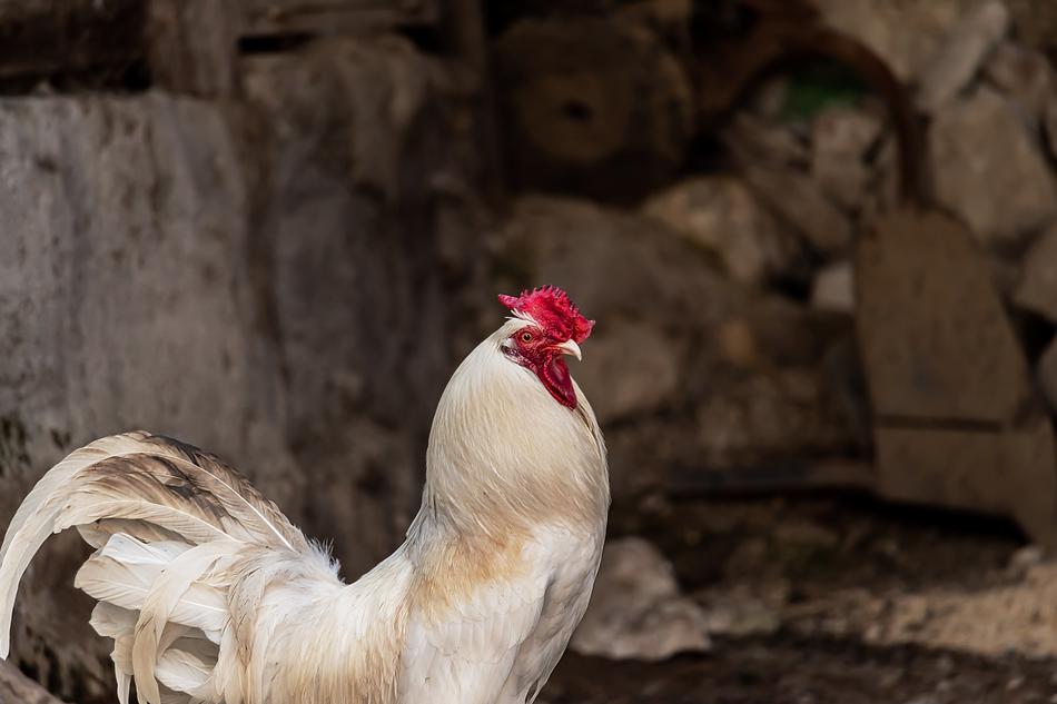 Gallo Hen Chicken