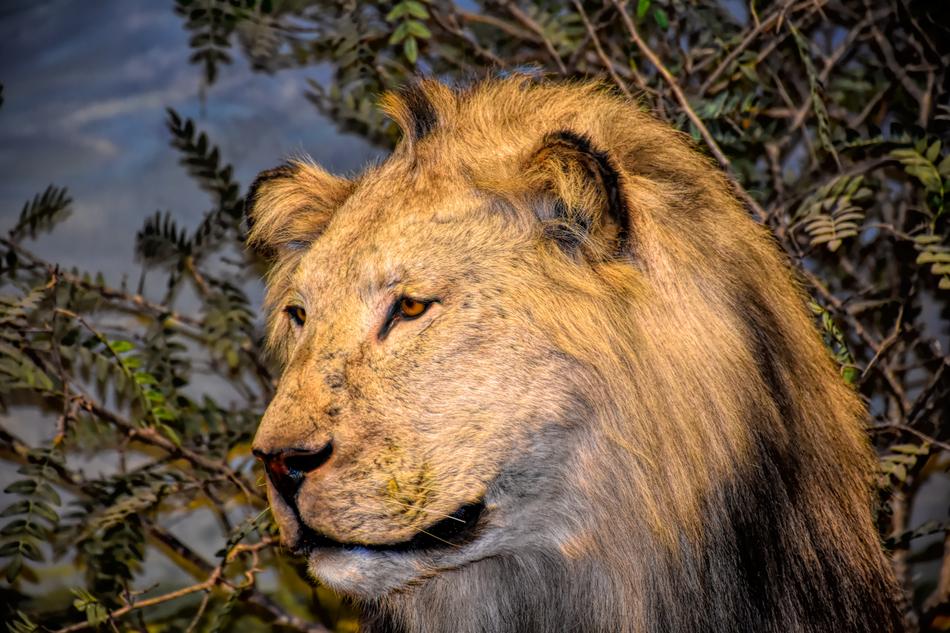 Lion Wildlife Africa