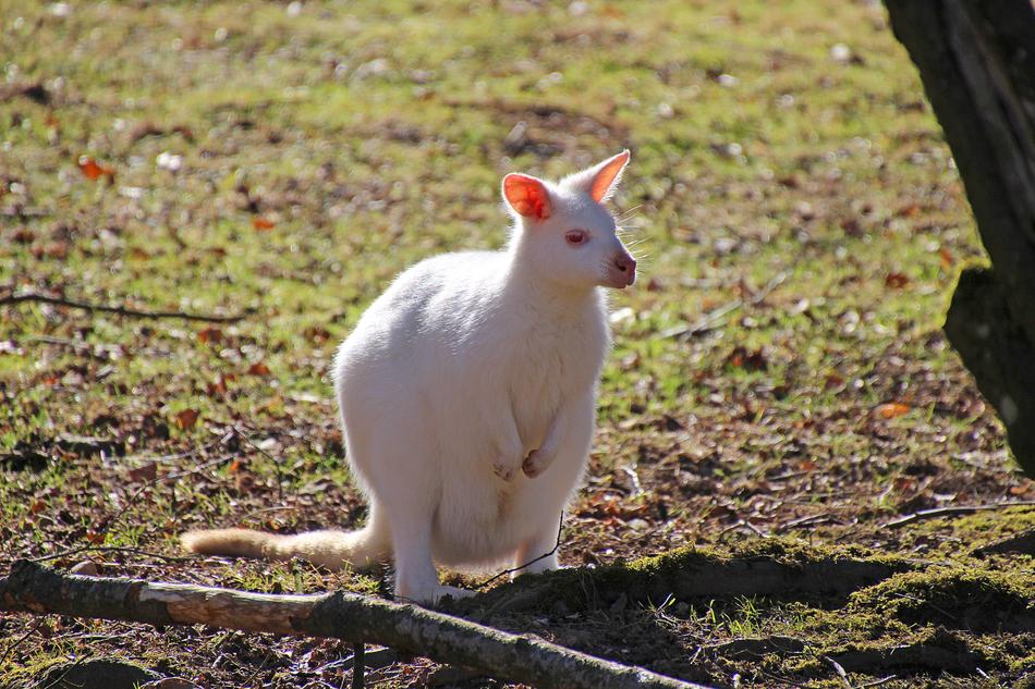 Kangaroo Animal Albino