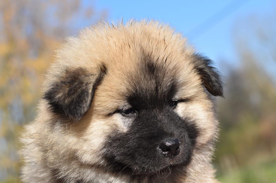 fluffy little dog
