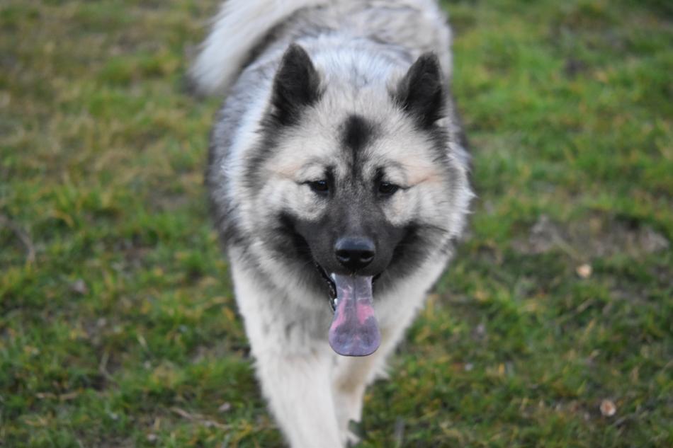 Dog Bitch Eurasier