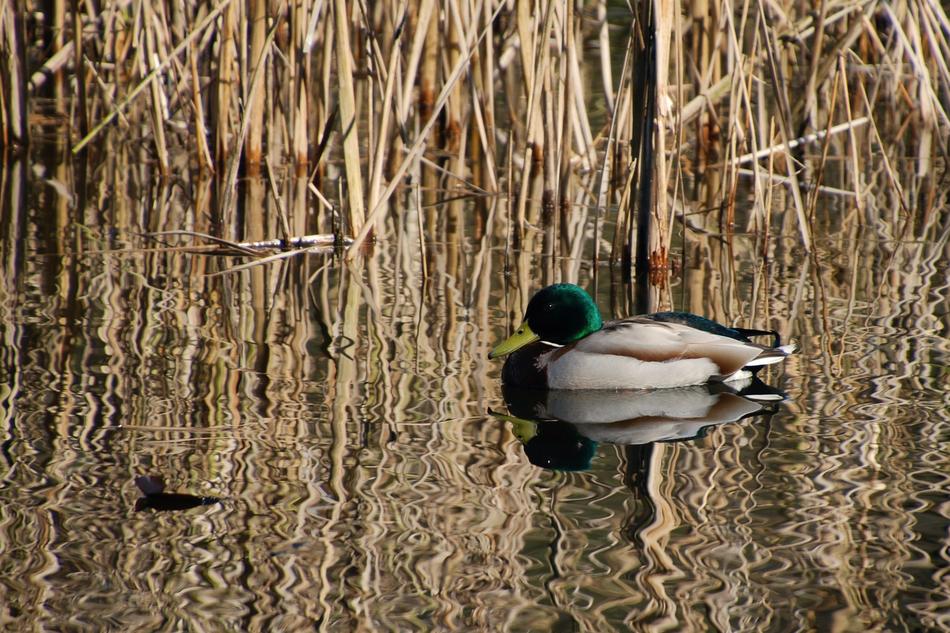 Duck Mallard Water Bird