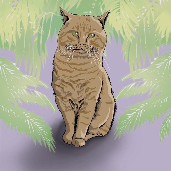 cat animals feline