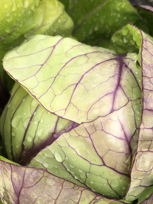 Wet ripe delicious cabbage