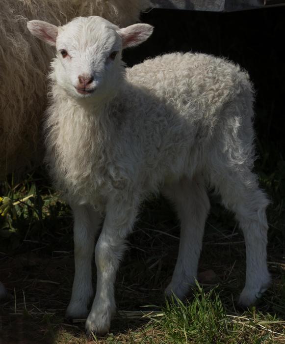 Pet Livestock Mammal