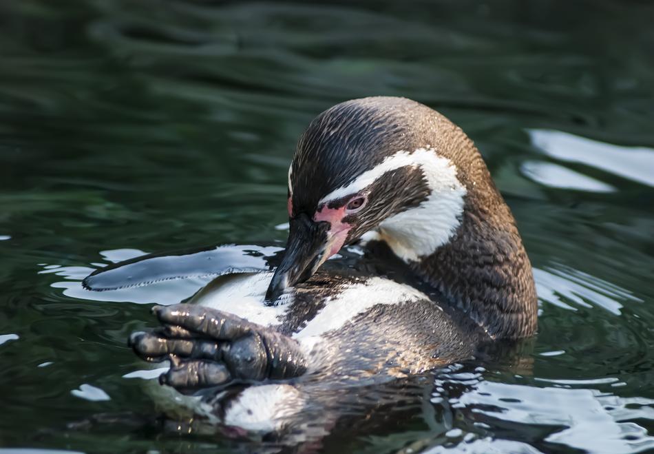 Penguin Animals Animal World