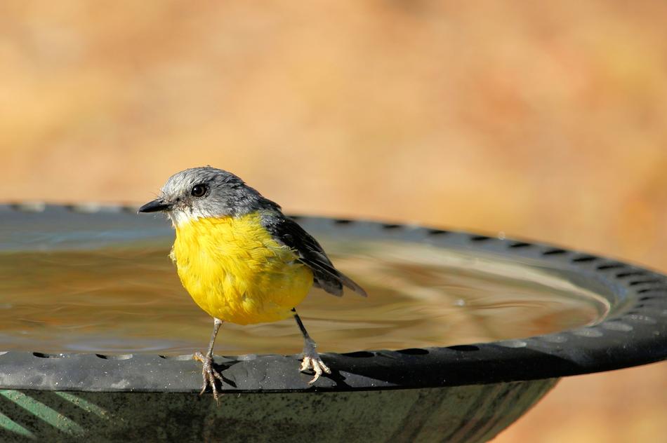 Eastern Yellow Robin Eopsaltria