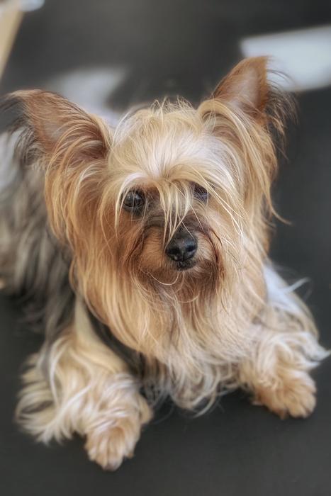 Dog Yorkshire Terrier
