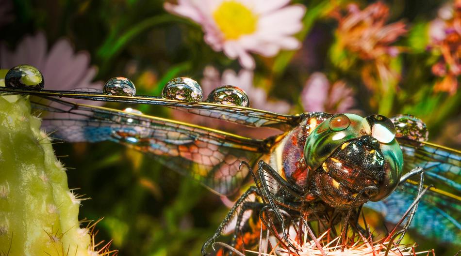 Water Drops on colourful dragonfly