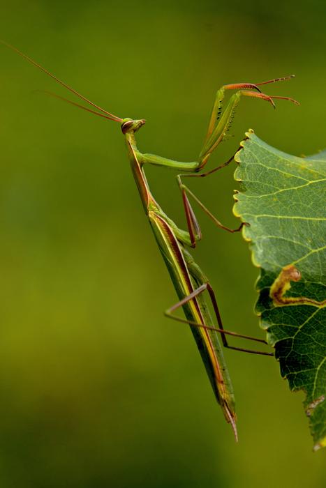 Macro Mantis Insect