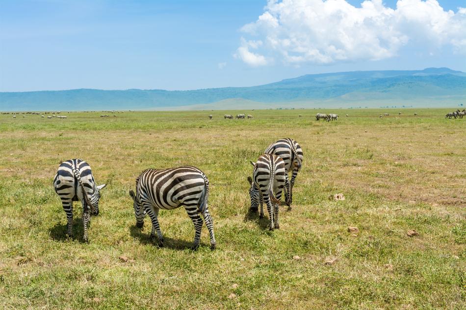Zebra Safari Africa
