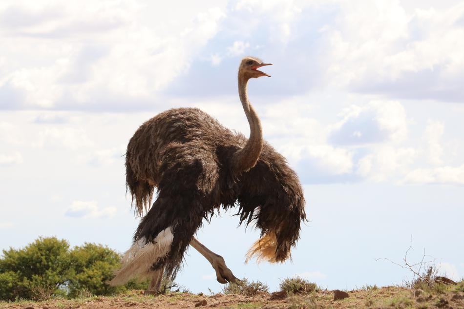 Bouquet Africa Bird Flightless