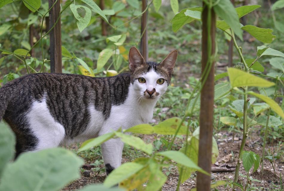 Cat Animal Wildcat