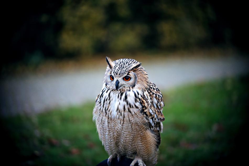 Owl Bird Nature